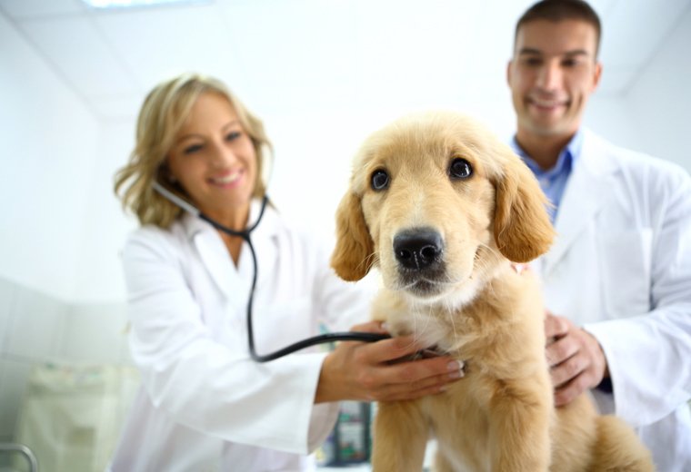 Remote pet insurance jobs